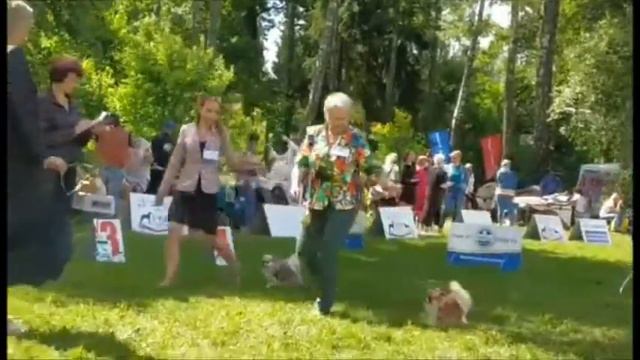 МОНО чихуахуа СКОР смотреть онлайн