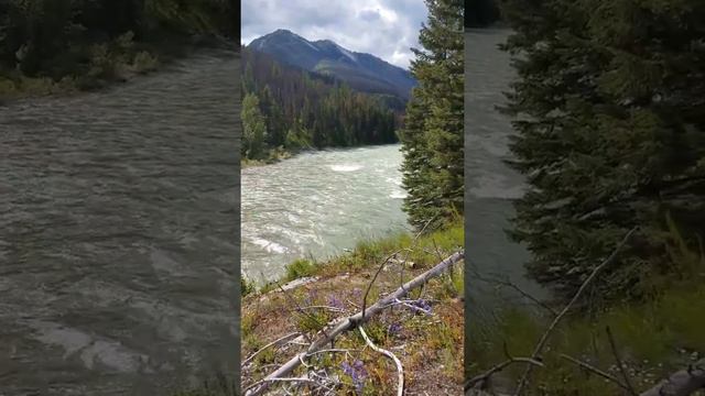 Grizzly Bear swims across rapid in South Fork River in Bob Marshall Wilderness смотреть онлайн