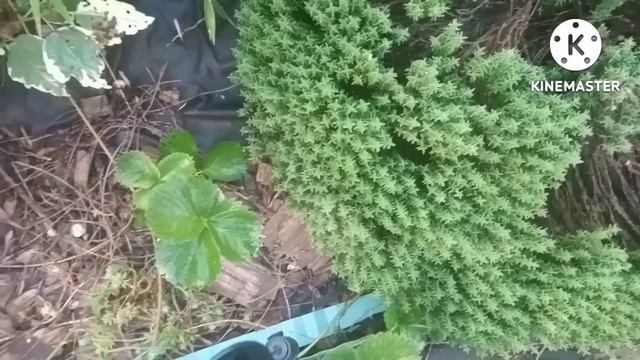 Эфиромасличные и пряно ароматические растения в саду. смотреть онлайн