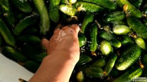 КВАШЕНЫЕ, ХРУСТЯЩИЕ ОГУРЦЫ ХОЛОДНОЙ ВОДОЙ НА ДЛИТЕЛЬНОЕ ХРАНЕНИЕ. Засолка в бочке.