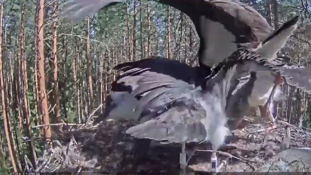 Черный аист . Очень быстрое кормление аистят. смотреть онлайн