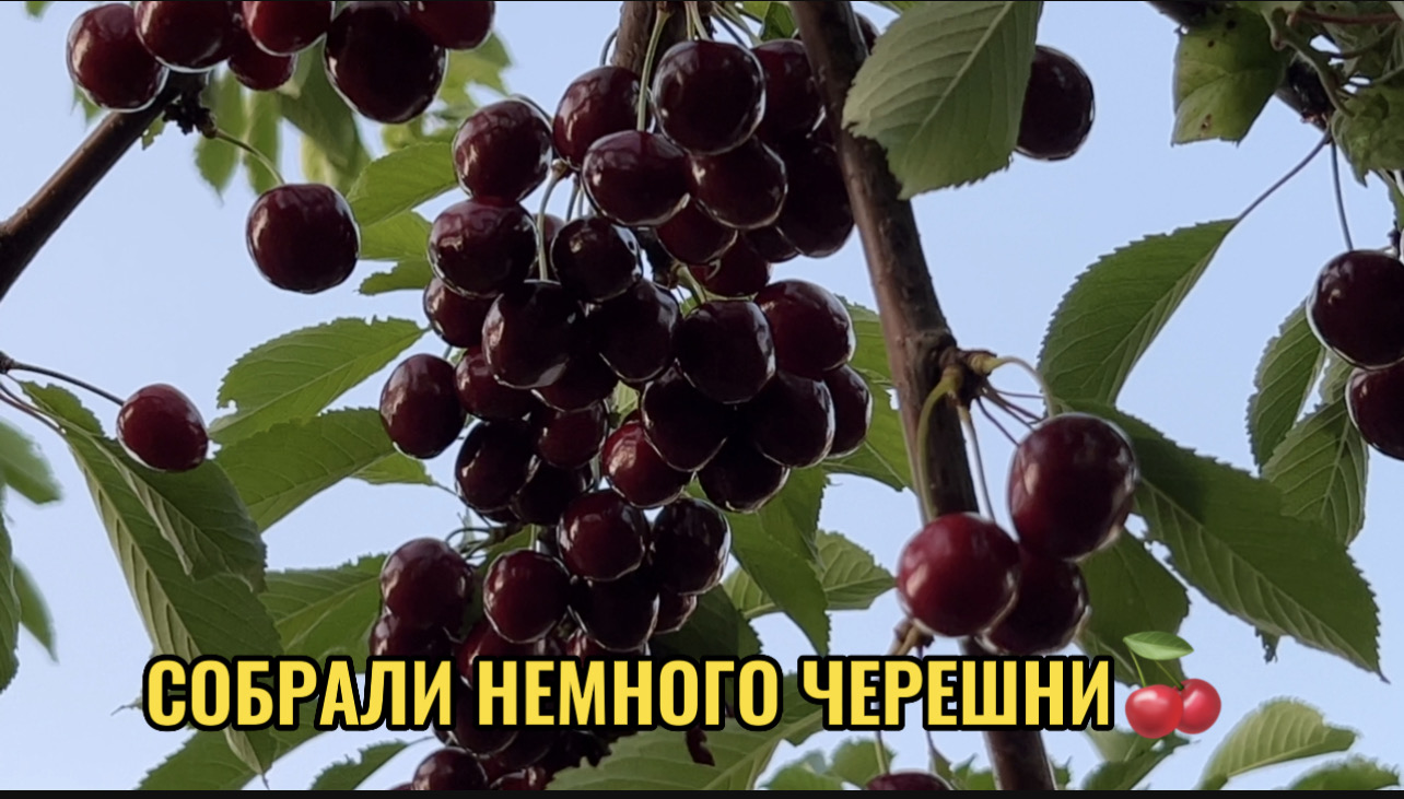 СОБРАЛИ НЕМНОГО ЧЕРЕШНИ смотреть онлайн