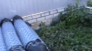 Как сделать забор из сетки рабицы одному