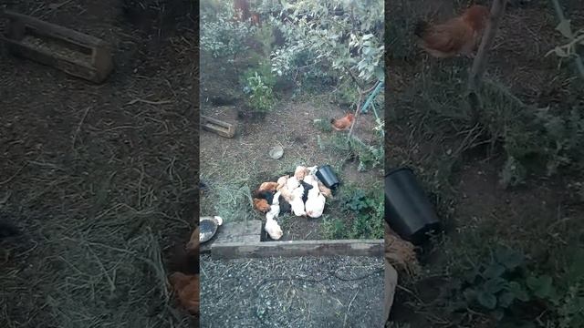 Птенцы ласточек(2) смотреть онлайн
