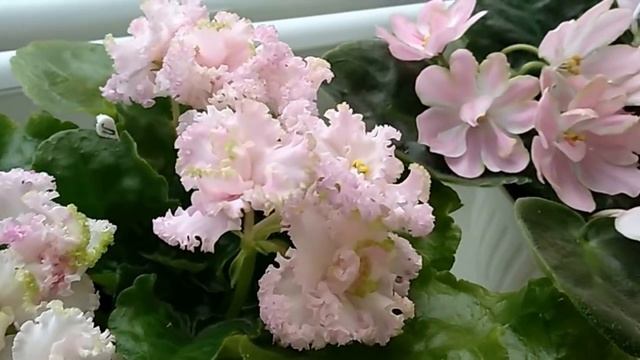 ФИАЛКИ СОРТА И ОСОБЕННОСТИ. ОБЗОР. Цветение фиалок в феврале. смотреть онлайн