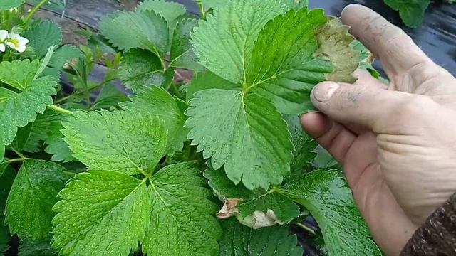 Клубника Альба на 10.04.21 есть ли разница с второй пленкой?Мне трудно судить. смотреть онлайн