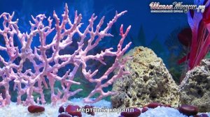 Как Образуются и где Обитают Кораллы