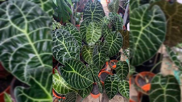 60+ Alocasia /Elephant ear plant varieties with names // Alocasia/Elephant ear plant identification смотреть онлайн