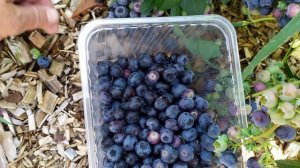 Роскошная и щедрая Река. Обзор сорта голубики высокорослой.