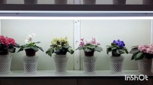 ОСВЕЩЕНИЕ для фиалок! Видео для НАЧИНАЮЩИХ! Рассказываю про светодиодные ленты, фитолампы, светильн