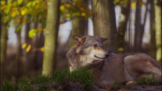 Relax music , Расслабляющая музыка, Музыка осени, Музыка природы, музыка для расслабления, Медитаци смотреть онлайн