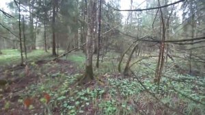 Грибы Строчки и сморчки, когда собирать и как готовить. Часть 1