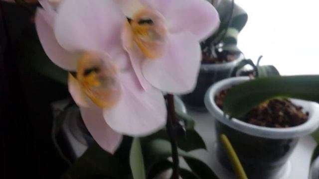 40. Орхидеи новинка.broadcast. Кот учавствует обязательно. 15.01.2020 смотреть онлайн