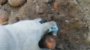 Картофель ПЕРШАЦВЕТ( элита) ??