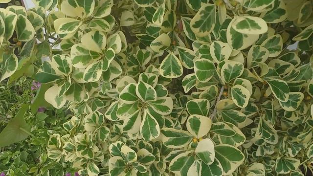 Ficus triangularis 'variegata' смотреть онлайн