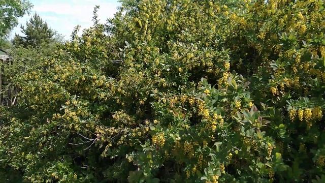 Цветение барбариса смотреть онлайн