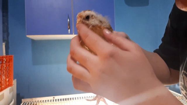 Как определить курица или петух. 3 способа. смотреть онлайн