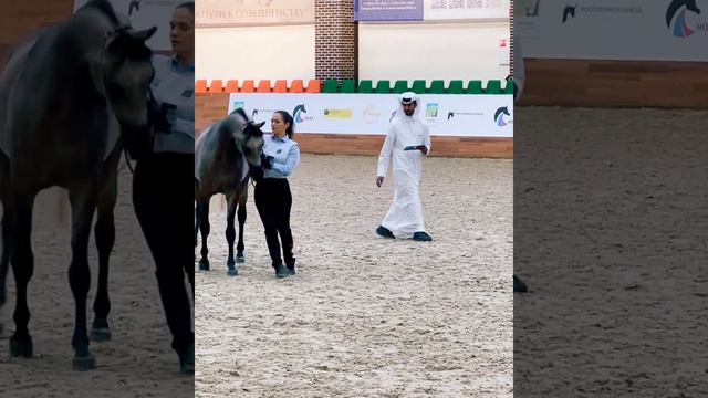 Арабский жеребец Вольфганг 2017 гр смотреть онлайн