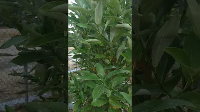 Sweetbay Magnolia смотреть онлайн