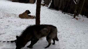 Как живут Волк Волкодавы и Ягдтерьер. Разборки в стае.  Кто Кому Подчиняется 1 я часть