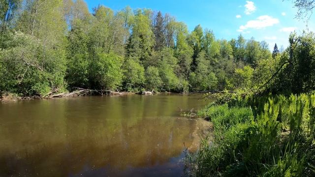 Река Систа Ленинградская область Лето 4k смотреть онлайн