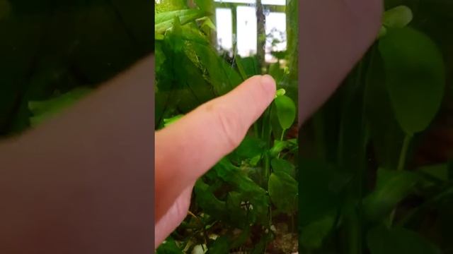 Марсилия вытянулась на 12см смотреть онлайн