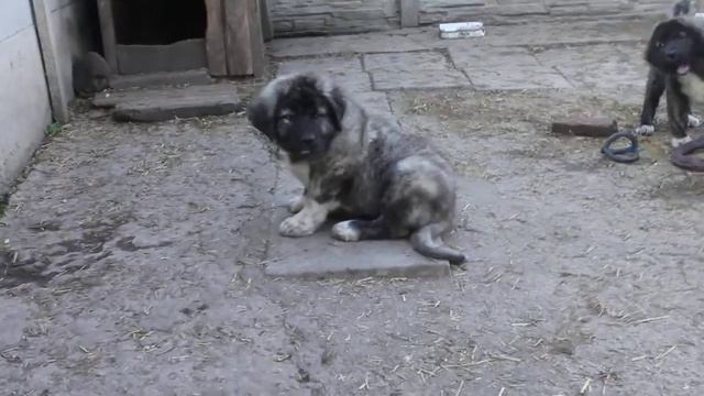 ВИОЛА и ВАНДА ЩЕНКИ, 3 МЕСЯЦА. смотреть онлайн