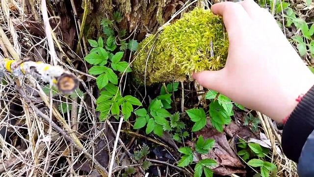 Собираю вкусняшку для улиток/мох/лишайник?#моилюбимки #твимз #улиткиахатины #улитки смотреть онлайн