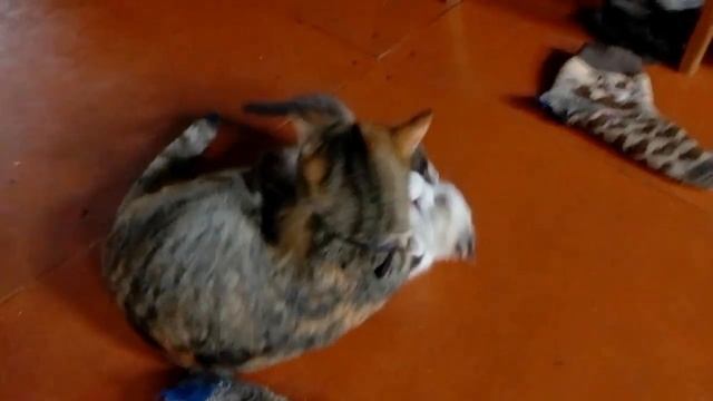 Барсик борется с Алисой смотреть онлайн