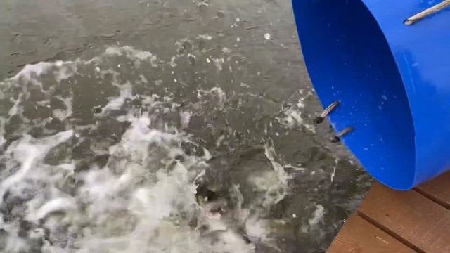 Запуск карпа в акваторию смотреть онлайн