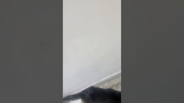 Maggi super star with Saya смотреть онлайн