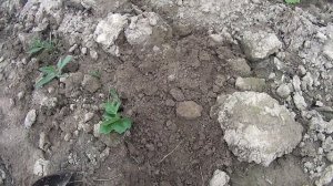 РЕАЛЬНЫЙ ПОИСК с металлоискателем QUEST X10