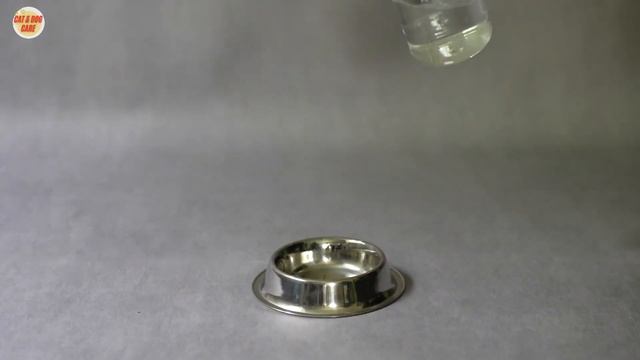 How Can I Teach My Cat To Use The Toilet смотреть онлайн