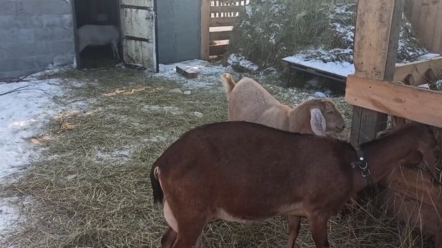 Англо-нубийские козы. Почему мы выбрали именно эту породу. смотреть онлайн