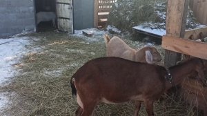 Англо-нубийские козы. Почему мы выбрали именно эту породу.