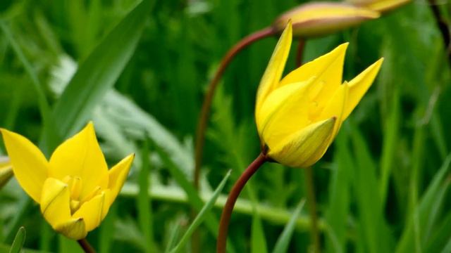 Ботанический сад. Самара. Тюльпаны. Начало мая 2022. Botanical Garden. Samara. Tulips. May 2022. смотреть онлайн