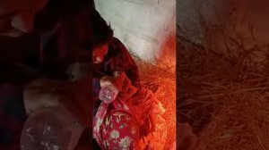 Кормление суточных поросят