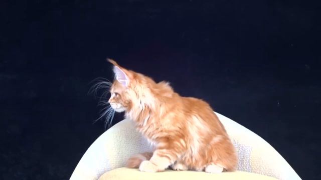 Harmony from Kirbeautycoon*KZ ( 3 months) смотреть онлайн