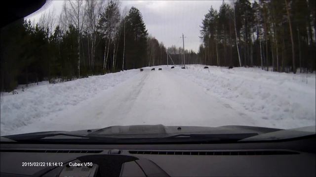 Нечасто так кабаны дорогу перебегают :) смотреть онлайн