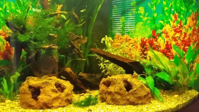 Teil 1 meiner aqua vorstellung juwel trigon 190 смотреть онлайн
