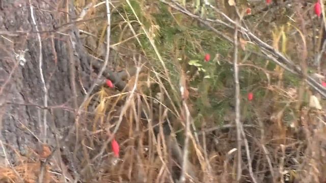 13 Рыбалка в тайге Сибирь Жили 10 дней Идем по Красавице Тайге к месту падения Тунгусского Метеор смотреть онлайн