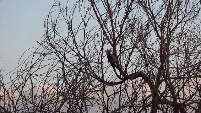 Дятел большой пестрый - Dendrocopus major смотреть онлайн