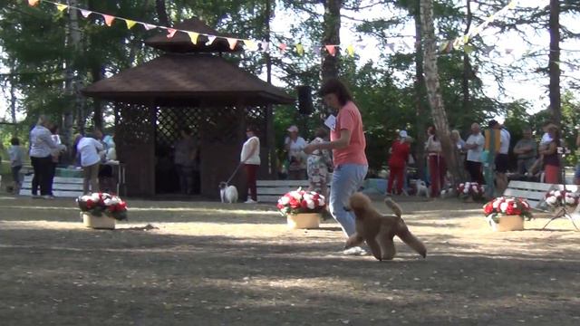 260  Моно пуделей 29.07.2023. Челябинск. Червонец из мимолетного видения.