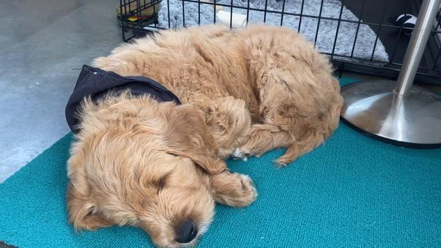 Remi x Lewis - Standard Goldendoodles - Week 7 смотреть онлайн