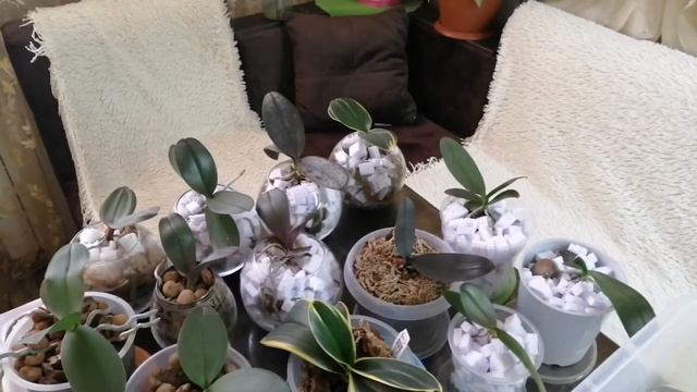 Орхидей в пеноплексе🤔🌺🌺🌺🌺🌺 полив😊21.02.21 смотреть онлайн