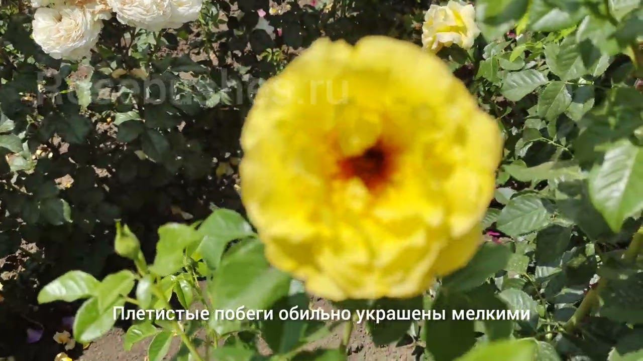 Обзор питомника роз "РОЗЫ БУШЕС" rosebushes.ru АНГЕЛА И РИМОЗА смотреть онлайн