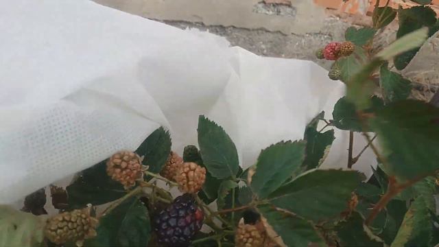 последние денёчки дачного сезона