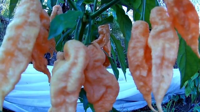 Jays Peach Ghost Scorpion. Джейс Персик, Призрачный Скорпион смотреть онлайн