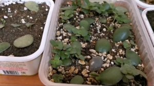 Денежное дерево (толстянка) из листочка.