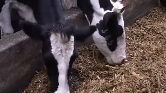 Самарская область получит допсредства на развитие семейных животноводческих ферм смотреть онлайн